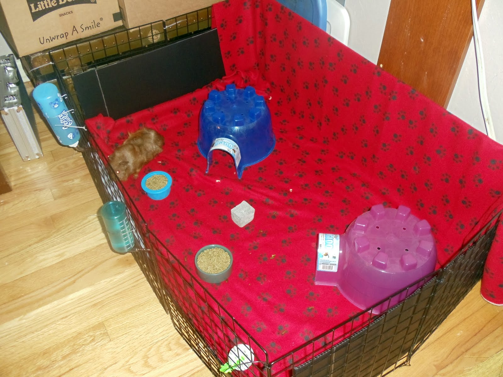 CNY Piggies Vacuuming Guinea Pig Cages First Try