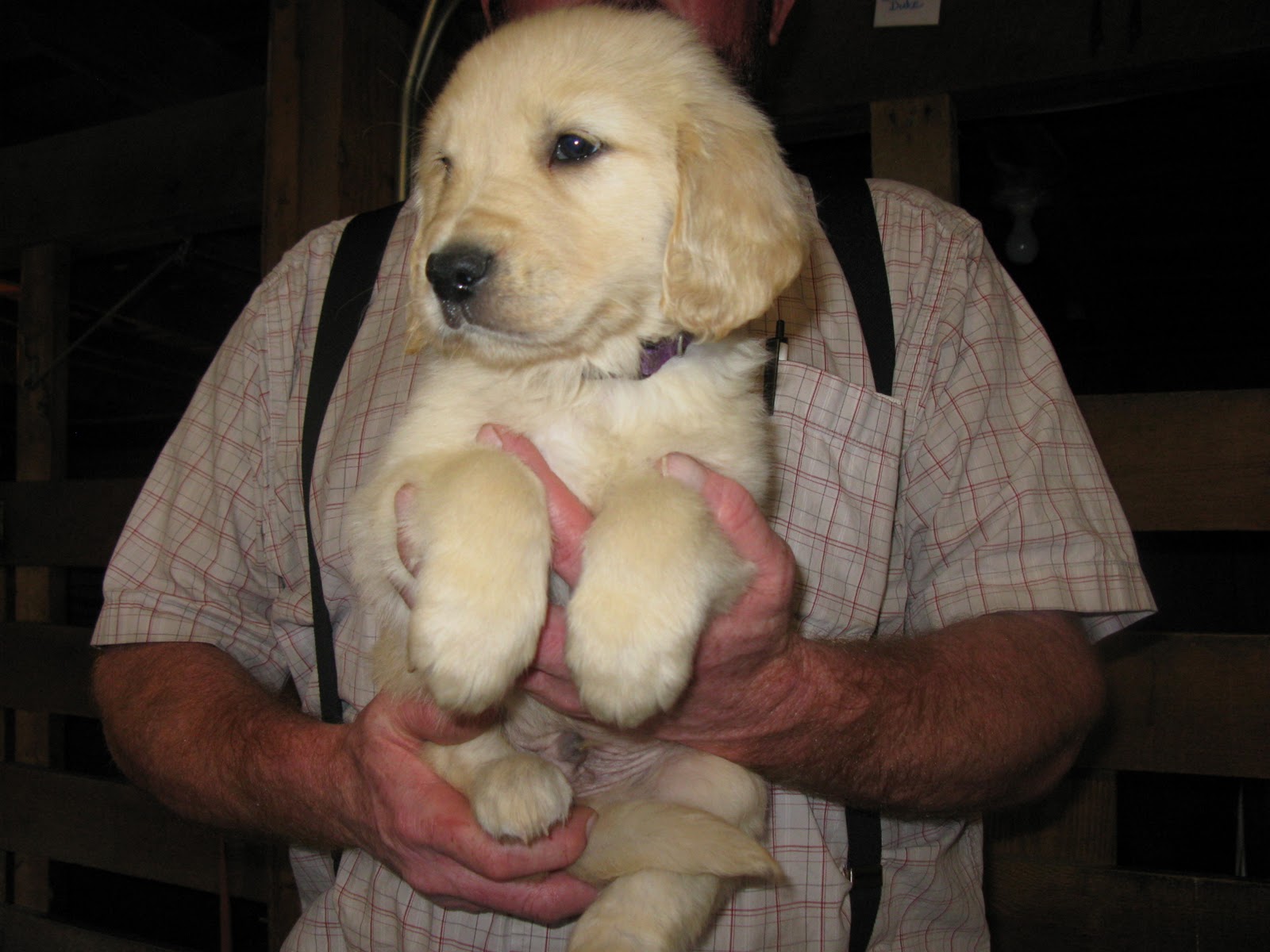 Gap View Golden Retrievers Visiting Gap View Ranch and Kennel