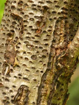 close-up of tree damaged by sapsucker