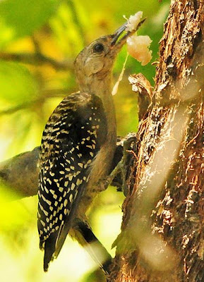 Red-bellied Woodpecker, molting