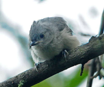 Tufted Titmouse fledgling