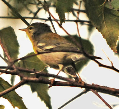 Northern Parula