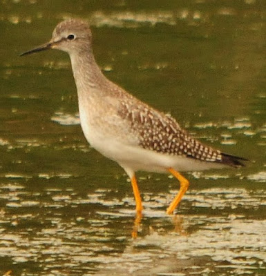 Lesser Yellowlegs