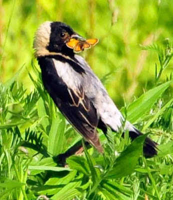 Male Bobolink