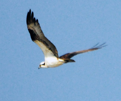 Osprey