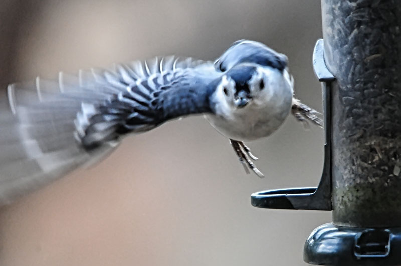 One Jackdaw Birding The Perpetual Motion Bird