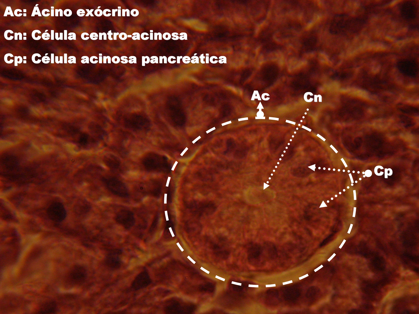 HISTOLOGIAUFGD (GD5) DETALHE DE ÁCINO PANCREÁTICO EXÓCRINO, (1000X);
