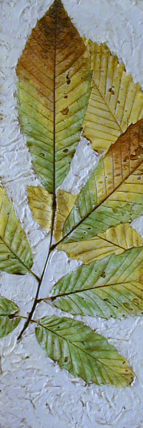 [Leaf+chestnut+1.jpg]
