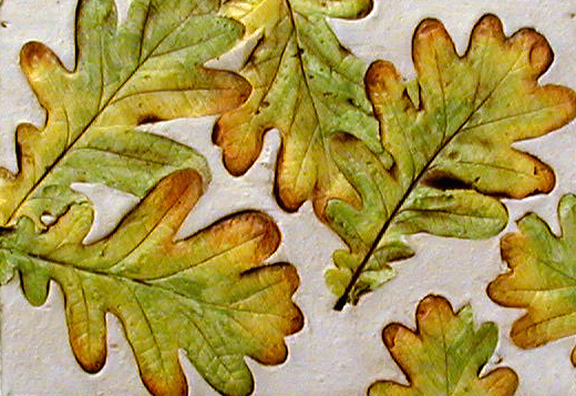 [Leaf+oak+leaf+II.jpg]