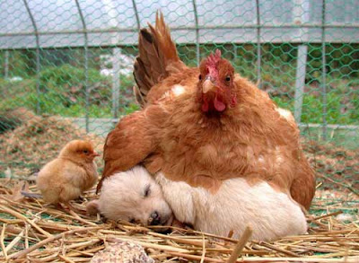 chicken-keeping-doggy-warm.jpg
