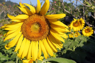 Sunflowers in Phuket