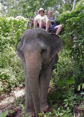 Elephant Ride in Phuket