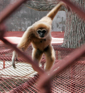 Gibbon