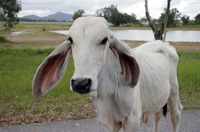 Long eared cow, Phuket