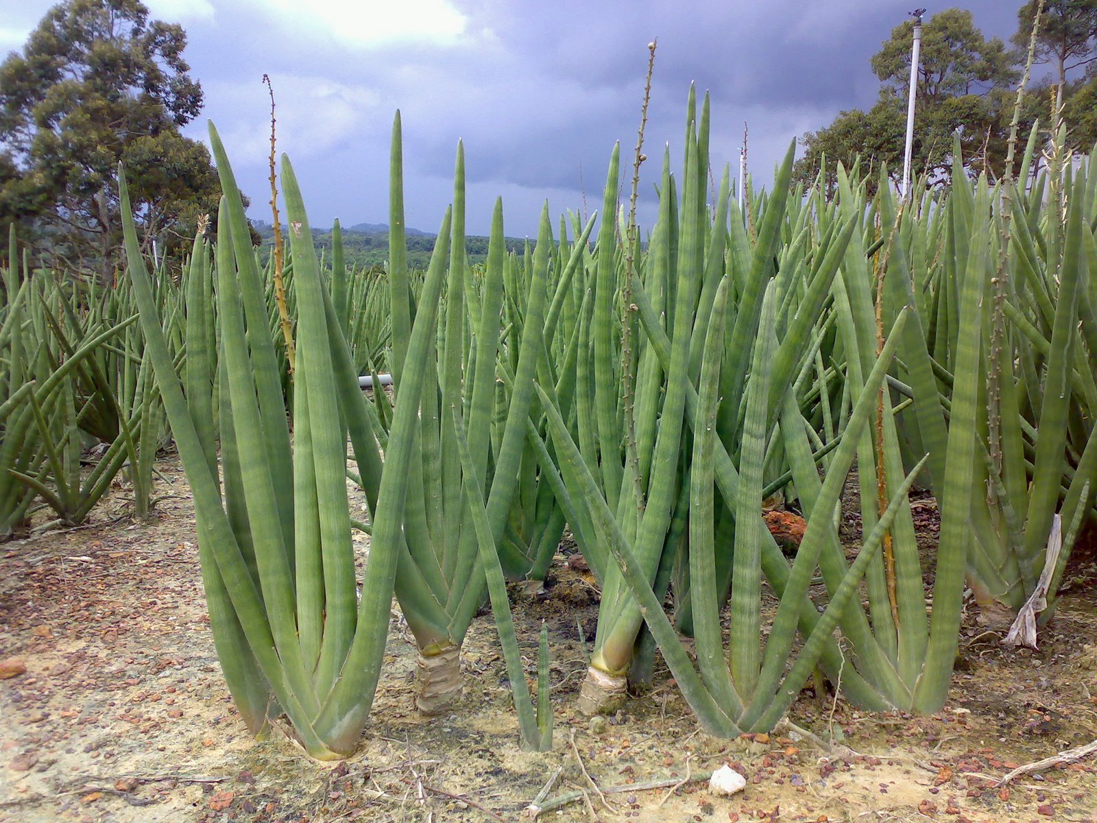 Succulents And More Plant Of The Week Sansevieria Suffruticosa,Easy Balloon Animals Sword