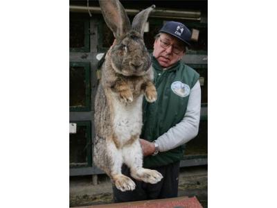 [giant+rabbit.jpg]