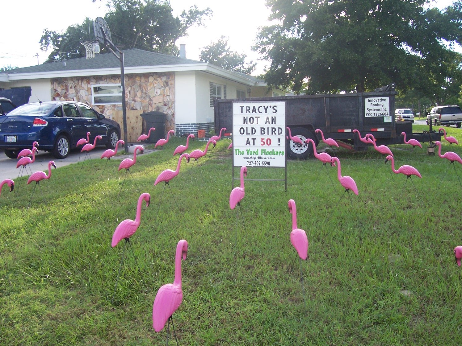 *THE YARD FLOCKERS* Pinellas County, Fla 7274095590 WWW