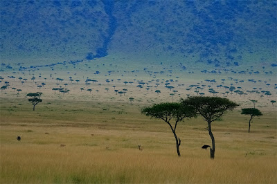 sabana africana ecosistemas del mundo