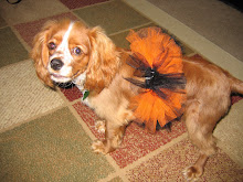 Even dogs can wear tutus!!