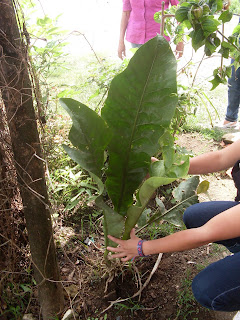 plantas de tradicion cultural 11a tam: COL DE MONTE!