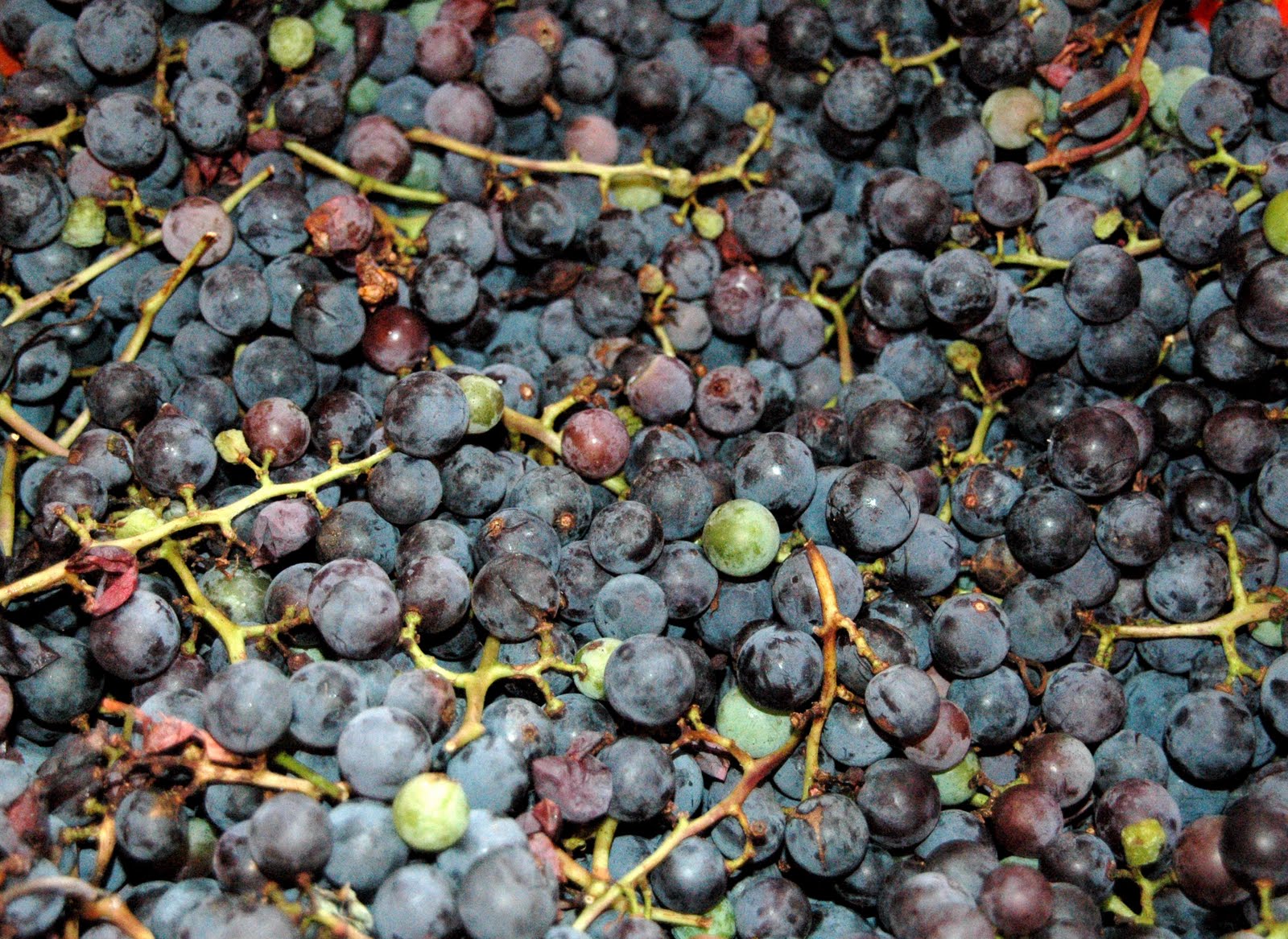 Little Bear Clayworks: Grape Vines