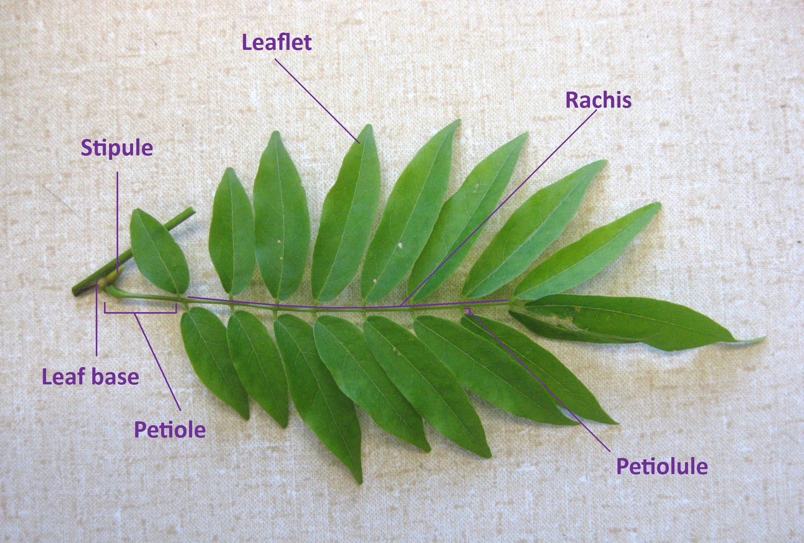 UBC Biology 324 Blog Lab 3 Eurosids I Fabaceae