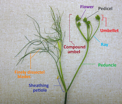 UBC Biology 324 Blog: Lab 6 - Euasterids II: Apiaceae