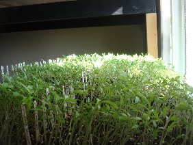 [tomatoes2010.2.JPG]