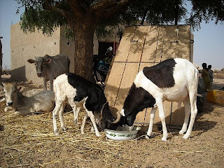 Animal Husbandry in the village of Rowmde Diambe