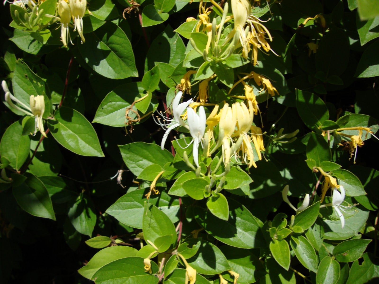 Reflections A Look Back At The Magic Of Childhood The Honeysuckle Bush