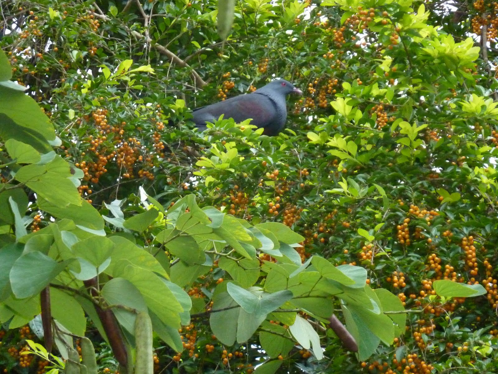 Comment Sappelle Larbre Du Kiwi En Francais Comment S Appelle Un Arbre à Kiwi - Communauté MCMS