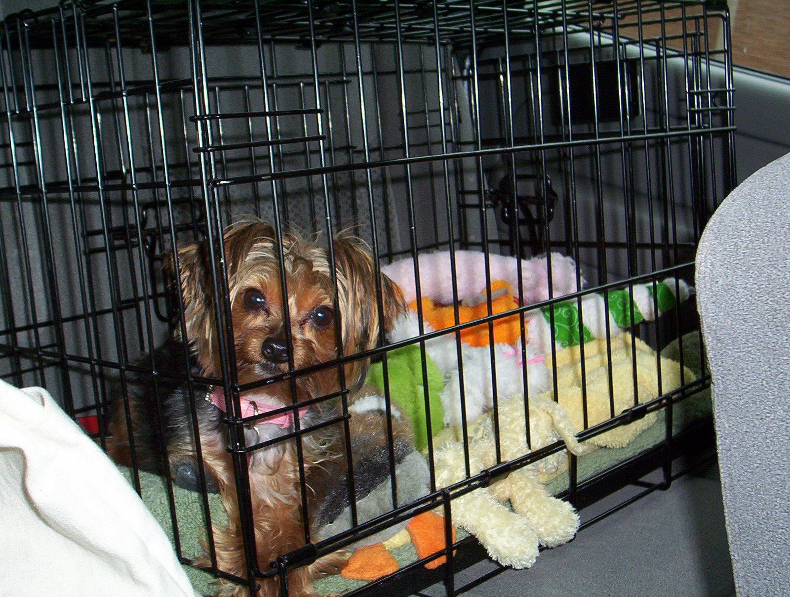 [Tulip+in+crate.jpg]