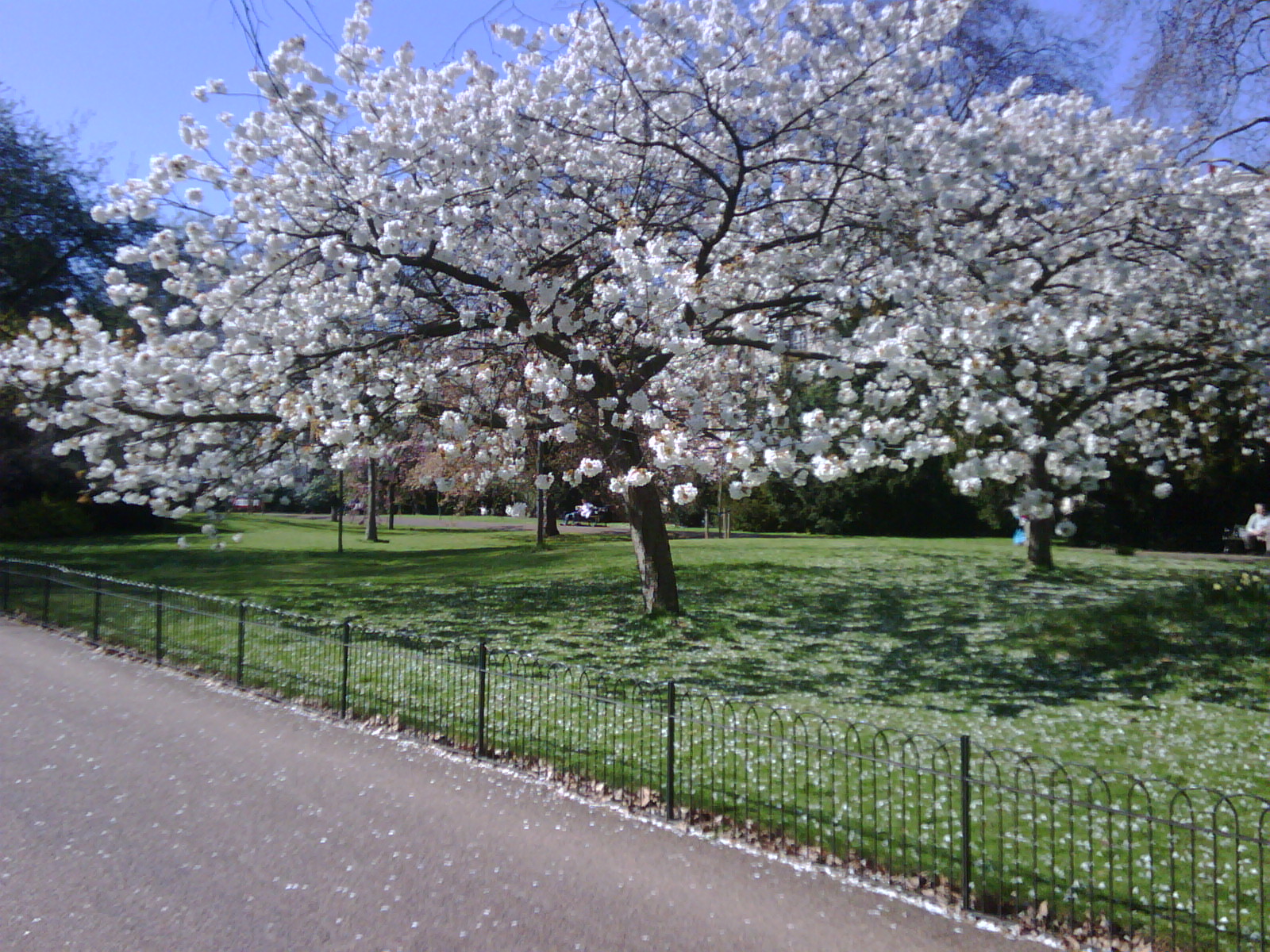 Lilas in the Sky Spring in Hyde Park