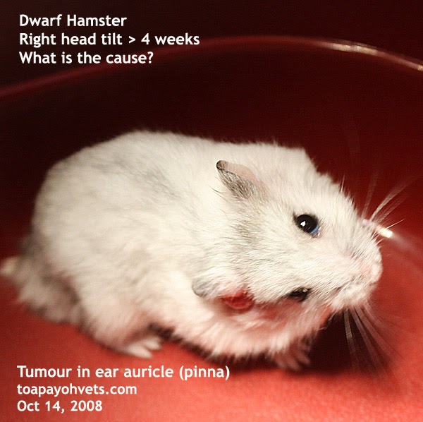 Singapore hamsters 2. Dwarf hamster walks in circles