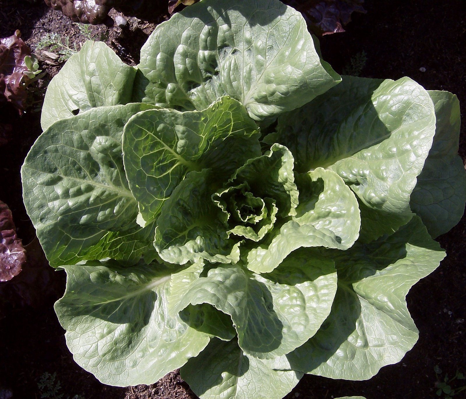 [garden1e.jpg]