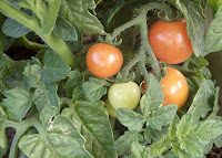 How to Grow tomatoes in a short growing season