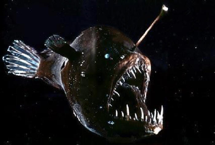 Angler fish (New scary mob idea) - Suggestions - Minecraft: Java