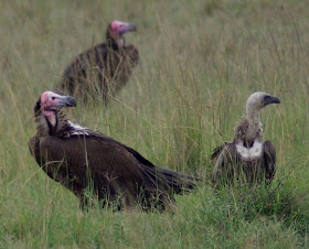 Real Monstrosities: Old World Vultures