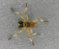 fly wings rule call breakers