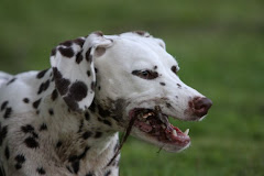 Rouge Playing in the Mud