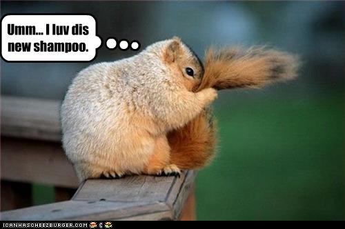 [funny-pictures-squirrel-loves-new-shampoo.jpg]