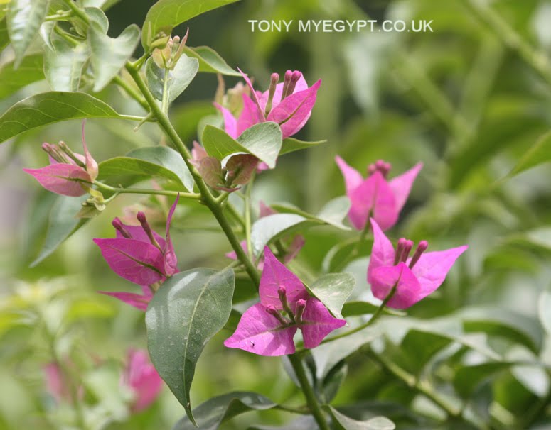 Plants in Egypt Nile walk flowers and trees