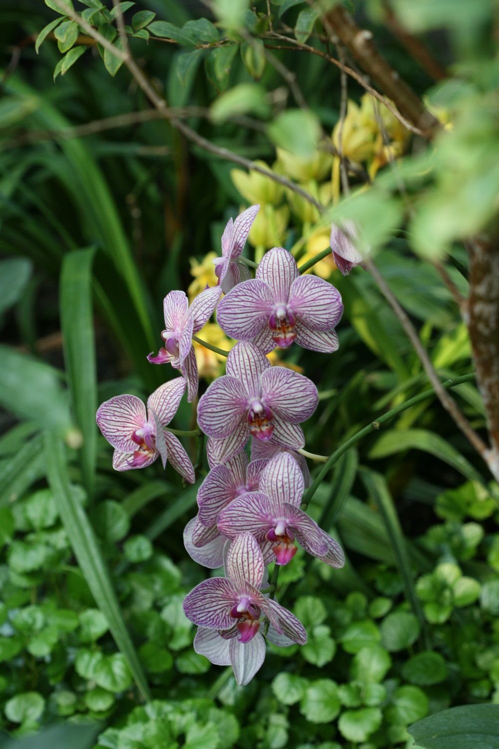 [Stowe+flowers+063+[].jpg]