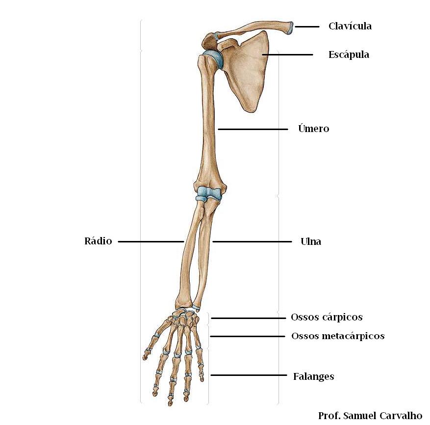 Biologia em rede Ossos do corpo