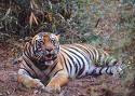 the ultimate amalgamationof strength, beauty, royalty, and fear.