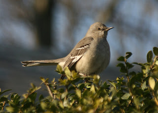 Bird in Radburn; lawhawk (c) 2008
