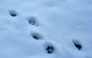Ephemeral tracks in the snow; lawhawk (c) 2008