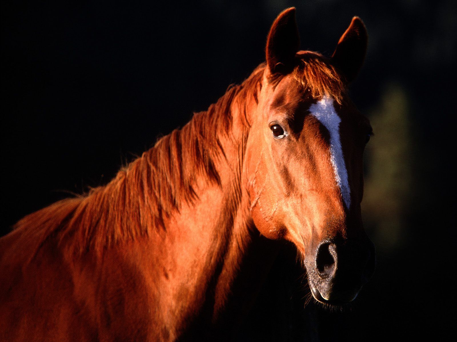 TipTop 3D & HD Wallpapers Collection: Horses Wallpapers