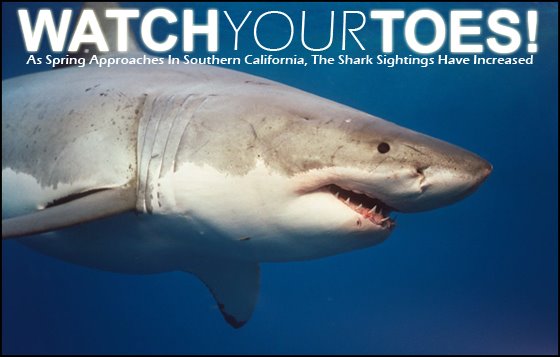 [great-white-shark-032108.jpg]