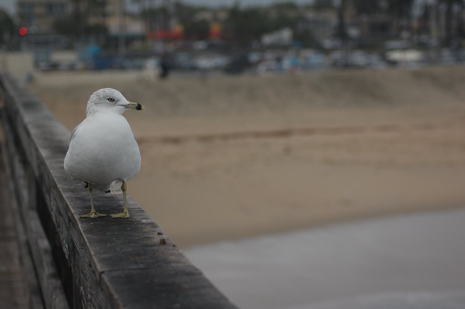 [DSC_0564.JPG]